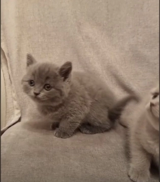 British shorthair pişikləri