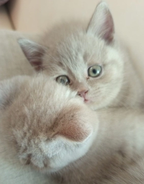 British shorthair pişikləri