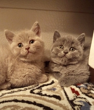 British shorthair pişikləri