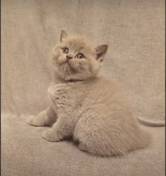 British shorthair pişikləri