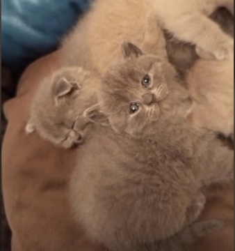 British shorthair pişikləri