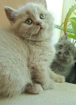 British shorthair pişikləri
