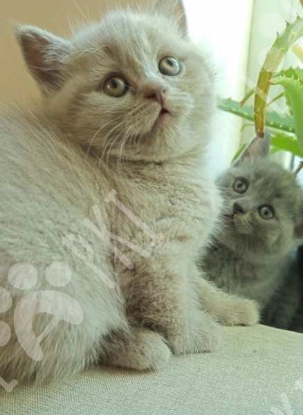 British shorthair pişikləri