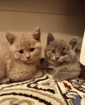 British shorthair pişikləri