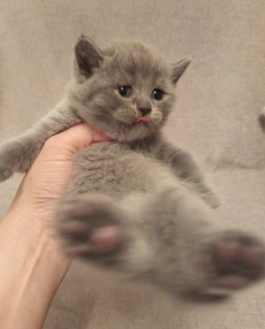 British shorthair pişikləri