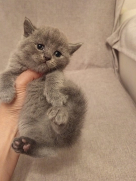 British shorthair pişikləri