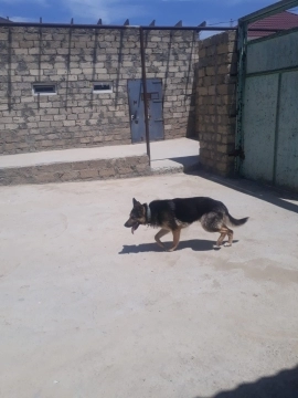 Alman ovçarkası