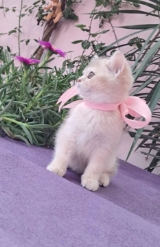 Temiz cins pisikler