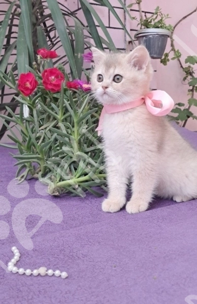 Temiz cins pisikler
