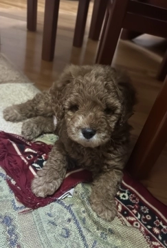 Toy Poodle