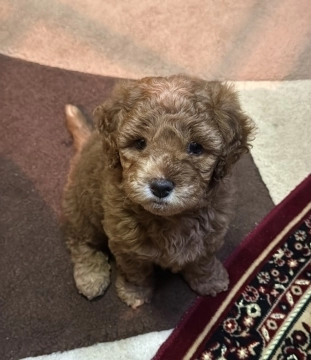 Toy Poodle