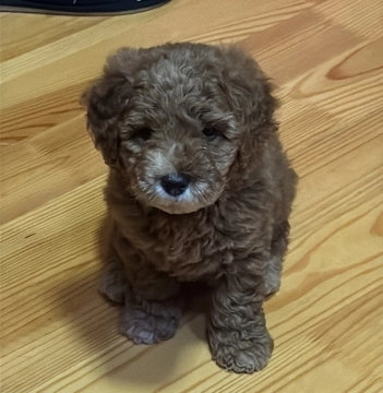 Toy Poodle