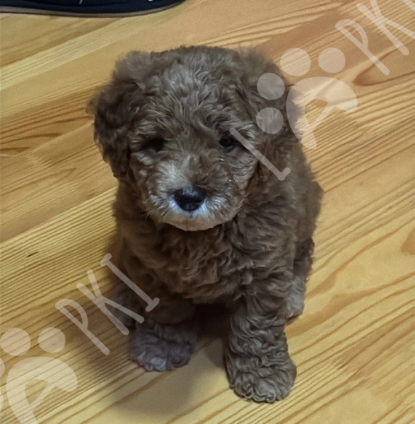Toy Poodle