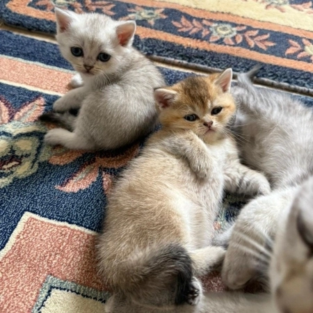 Gümüşü şinşilla pişiyi balaları