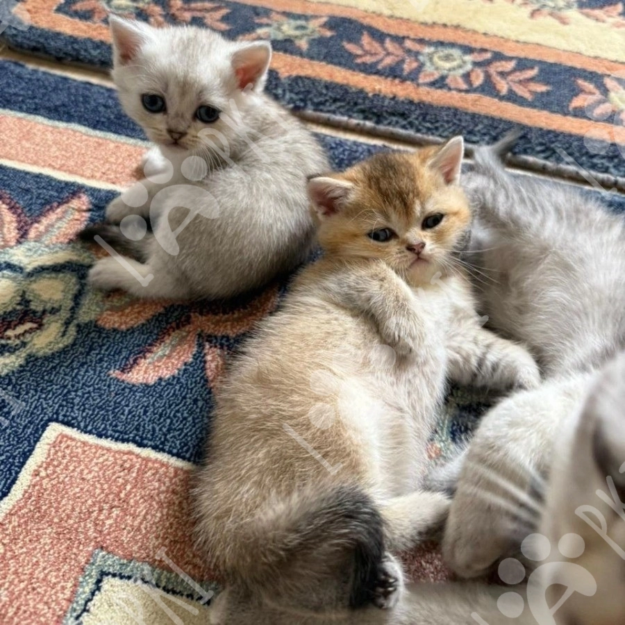 Gümüşü şinşilla pişiyi balaları