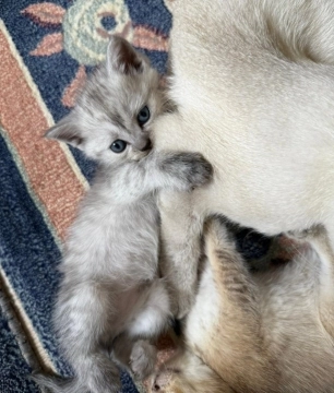 Gümüşü şinşilla pişiyi balaları