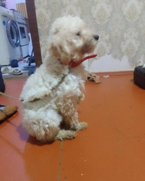 Pudel