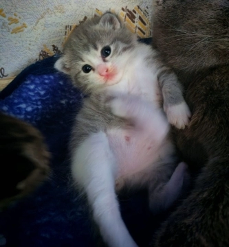 Şotland pişiyi balası