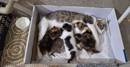 Pişik balaları etibarlı əllərə verilir