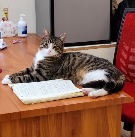Pişik balaları etibarlı əllərə verilir