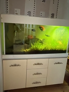 Akvarium və balıqlar