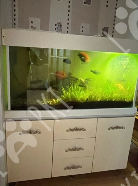 Akvarium və balıqlar