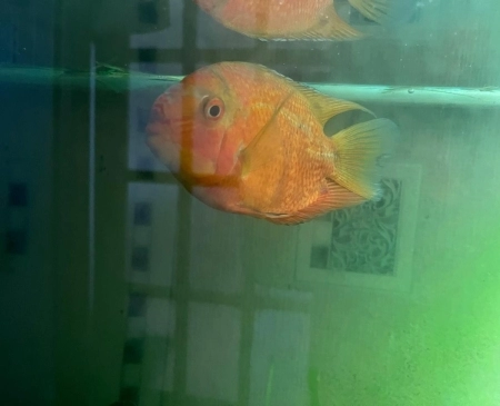Akvarium və balıqlar