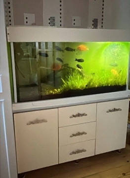 Akvarium və balıqlar