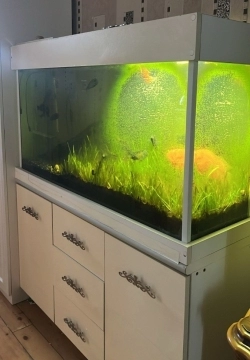 Akvarium və balıqlar