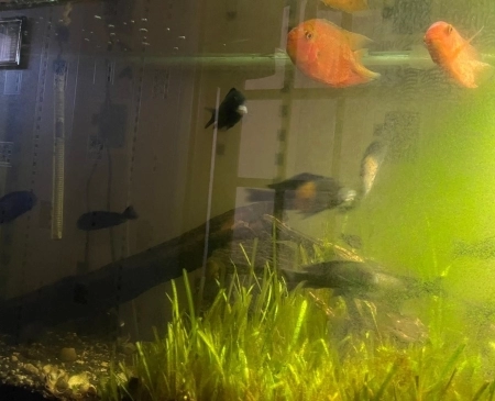 Akvarium və balıqlar