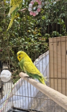 Tutuquşular