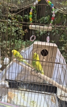 Tutuquşular