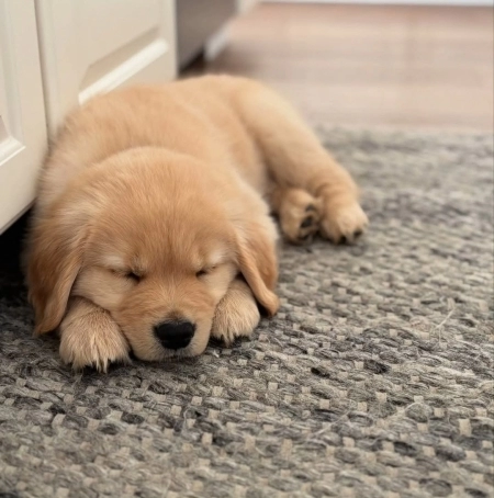 Golden retriver