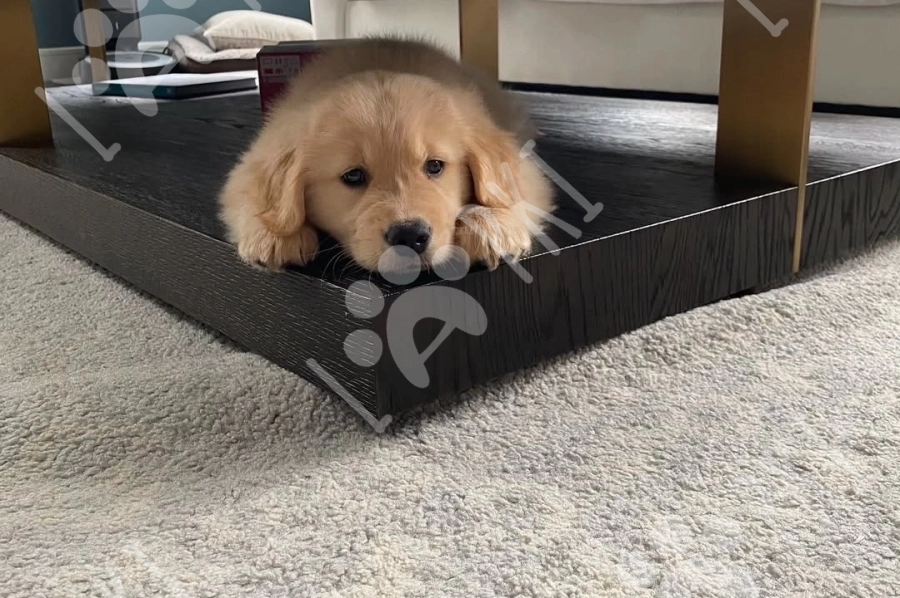Golden retriver