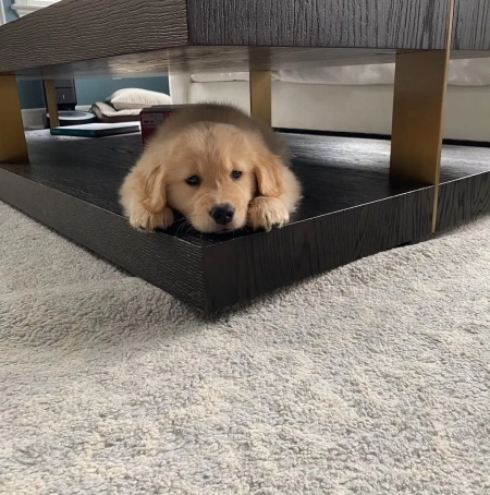Golden retriver
