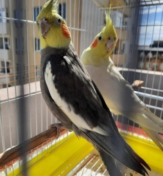 Korella