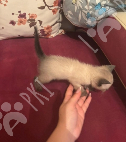 Pişik satılır