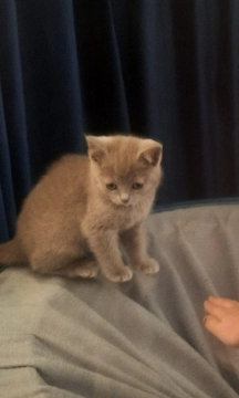 Şotland balası