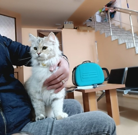 Pers pişiyi