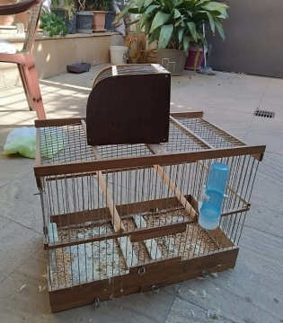Bül bül qəfesi