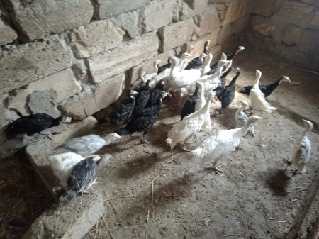 Hinduşka