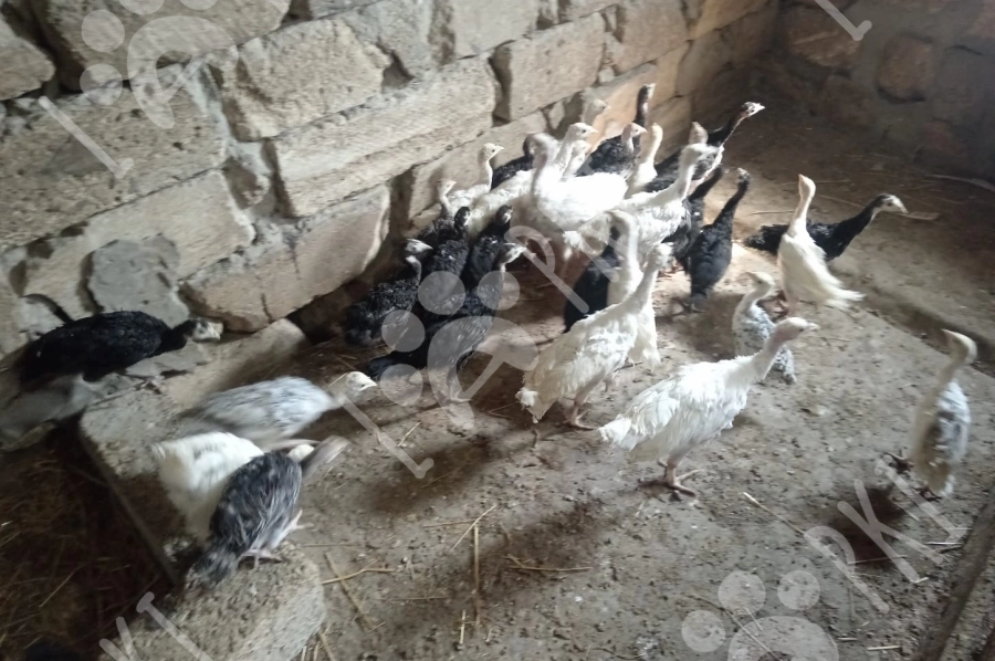 Hinduşka