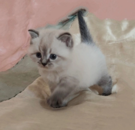 Şinşilla 