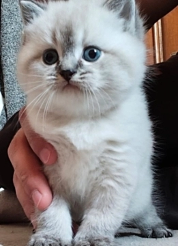 Şinşilla 