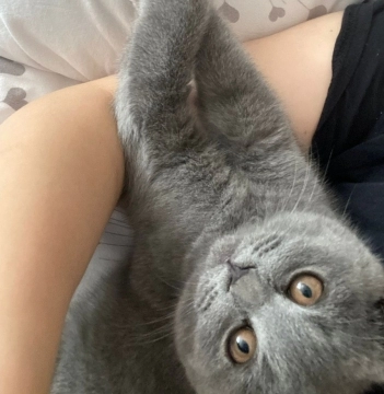 Scottish Fold