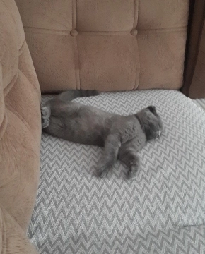 Scottish Fold