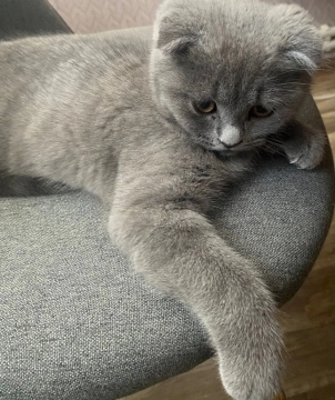 Scottish Fold