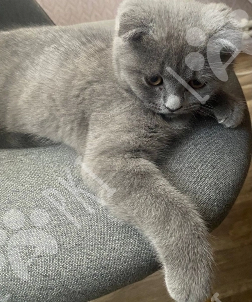 Scottish Fold