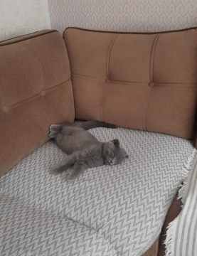 Scottish Fold