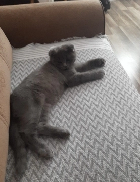 Scottish Fold